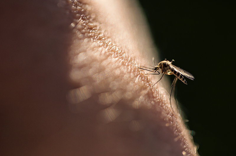 La picadura de mosquito puede ser transmisora de contagios o enfermedades